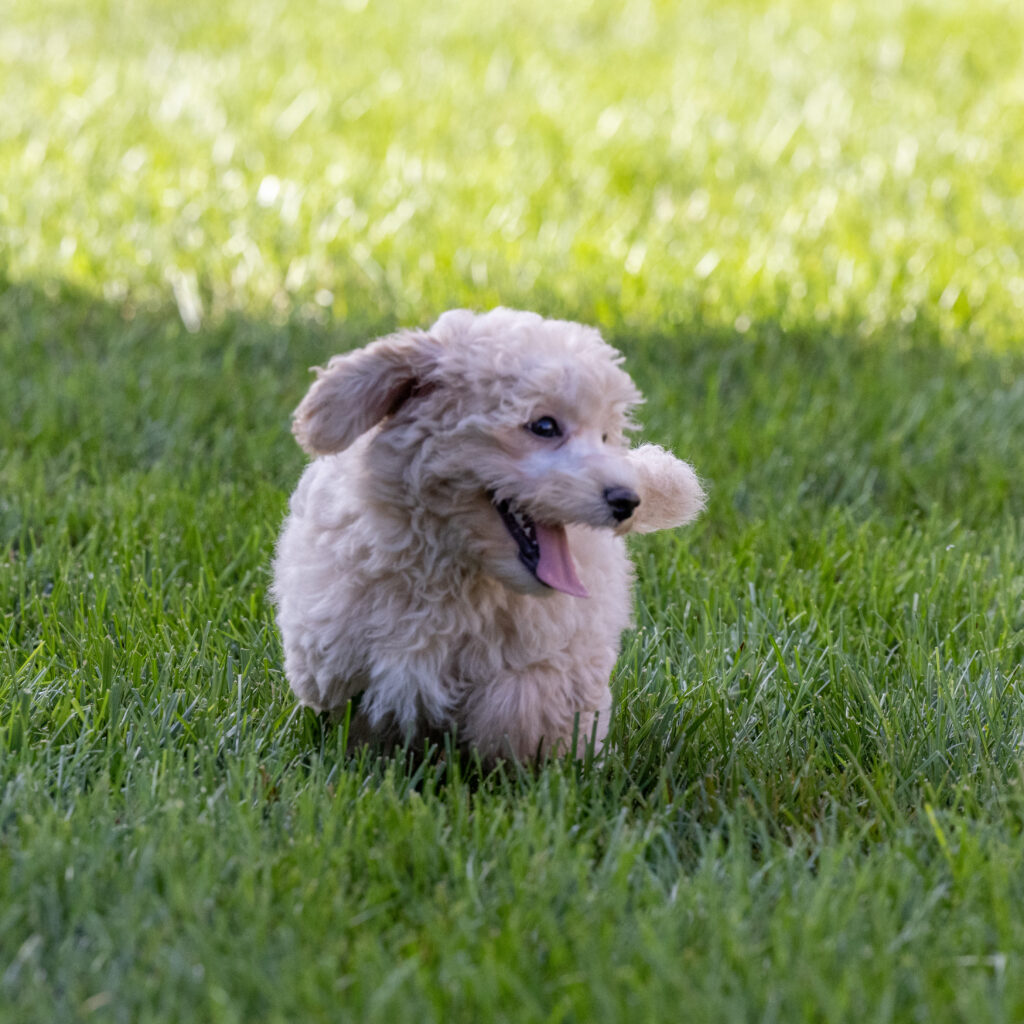 bichon and poodle mix for sale