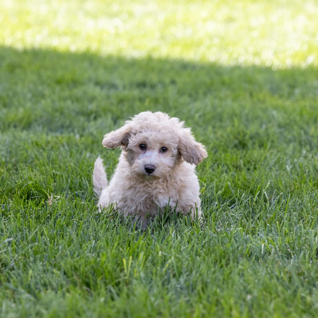 bichon and poodle mix for sale near dc