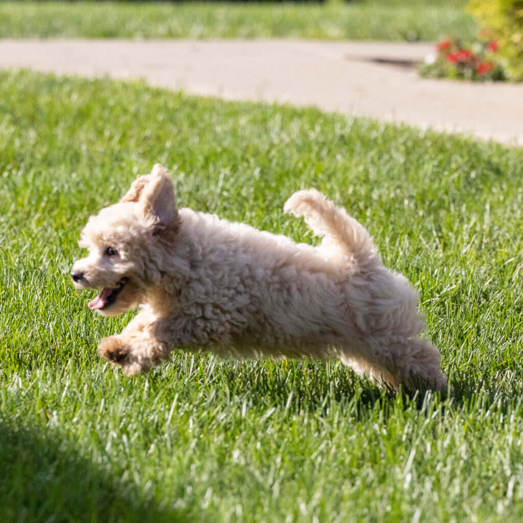 bichon and poodle mix for sale pa