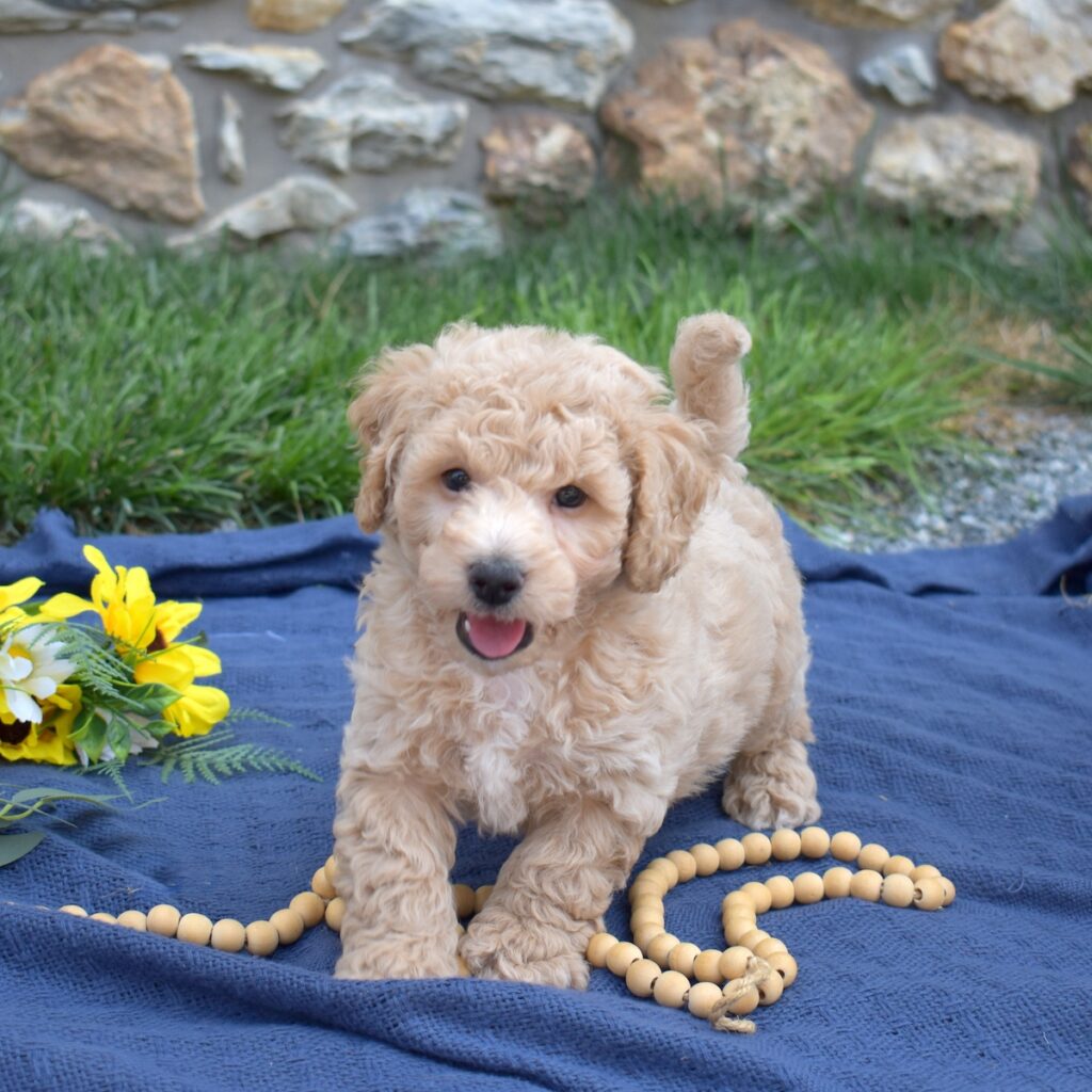 bichon and poodle mix puppy