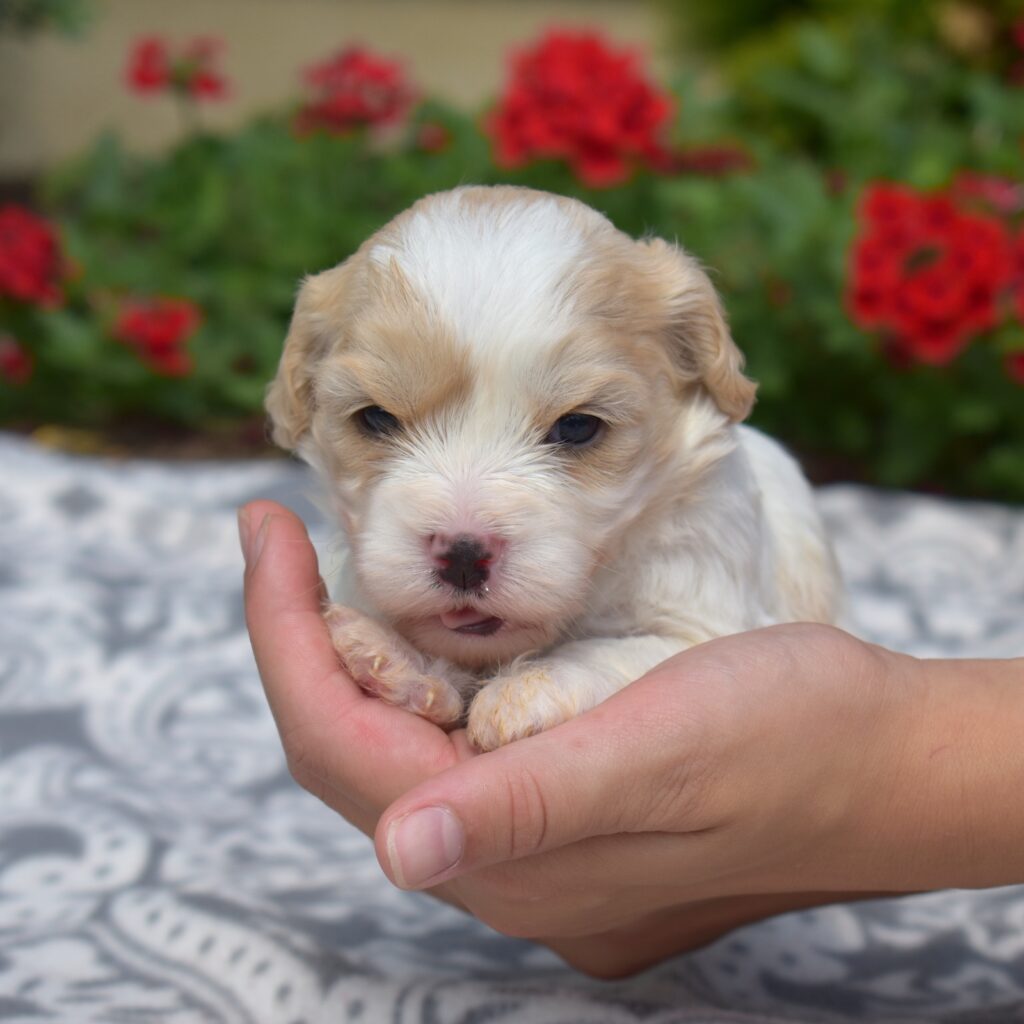 bichon frise and cavalier king charles spaniel mix puppies nj