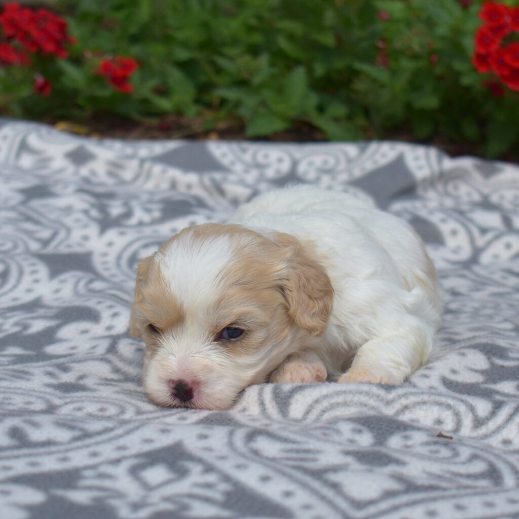 bichon frise and cavalier king charles spaniel mix puppy pa