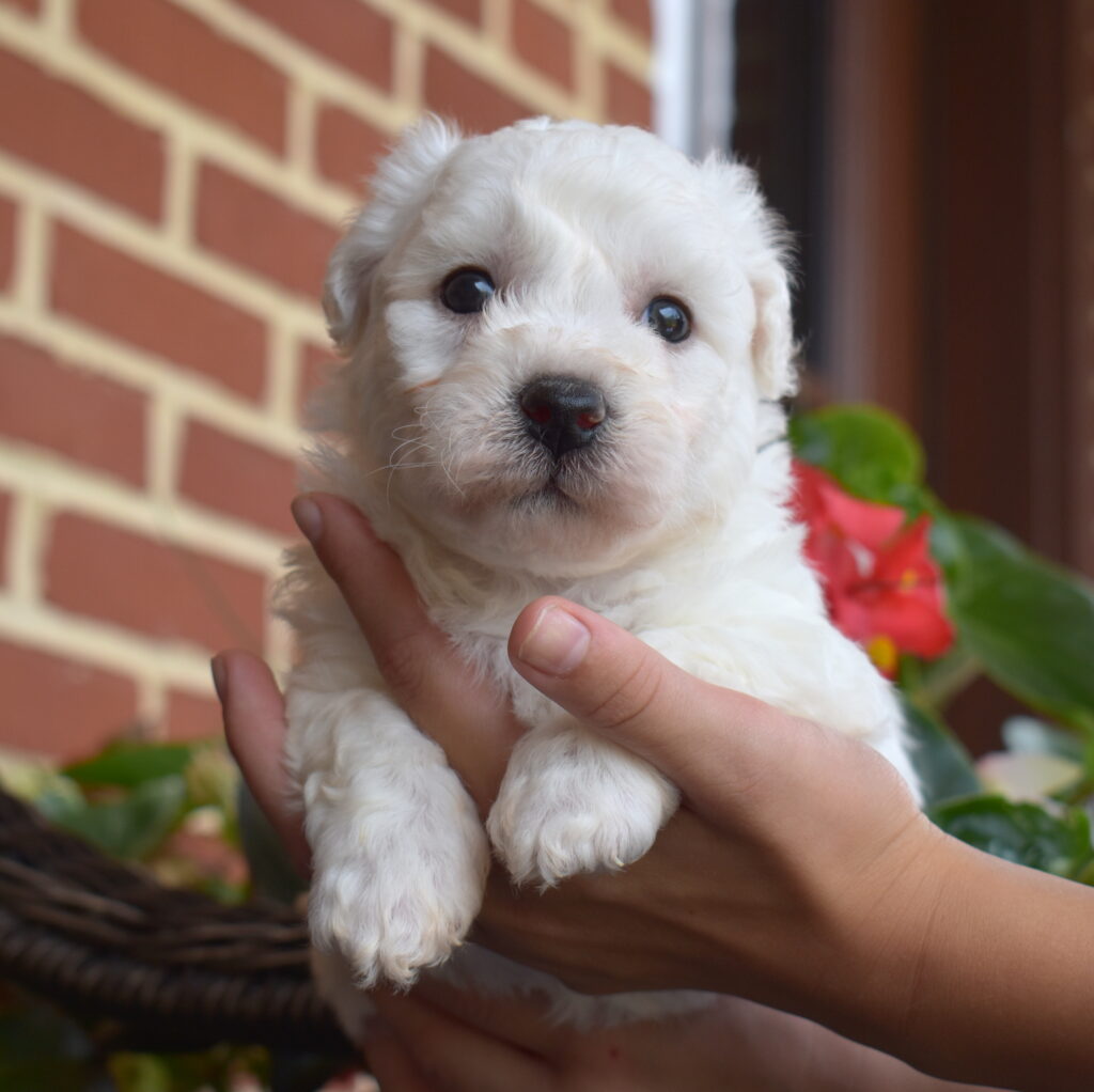 bichon frise for sale