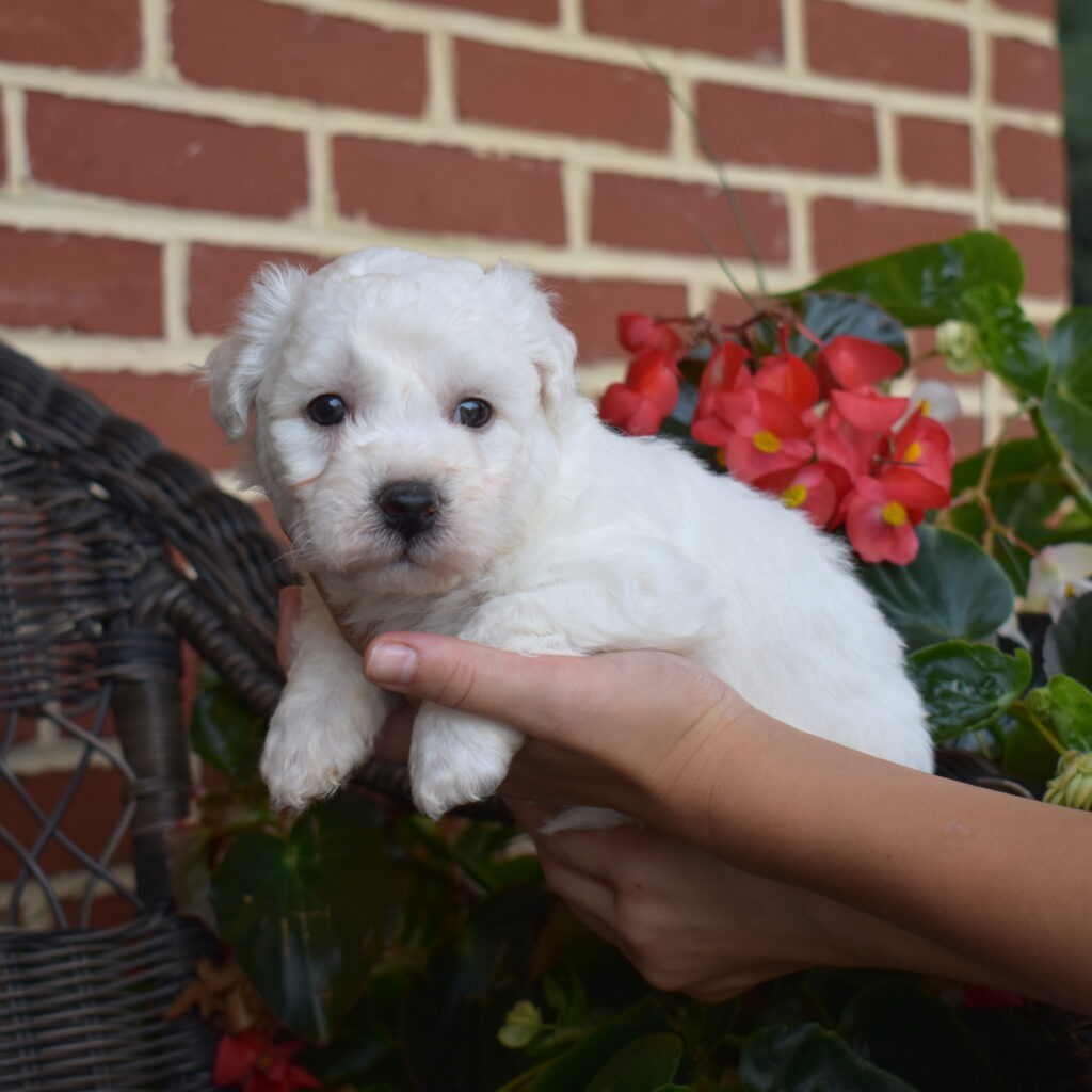 bichon frise for sale cute