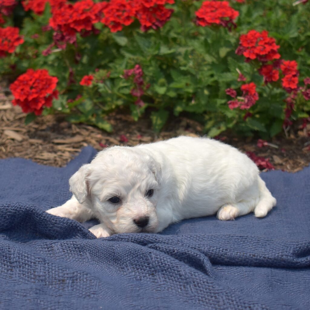 bichon frise for sale near me nj
