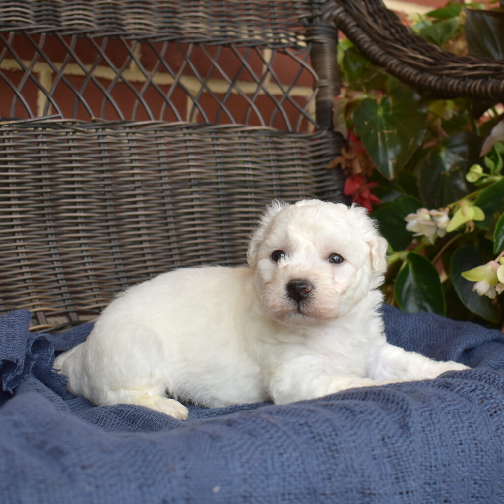 bichon frise for sale near me