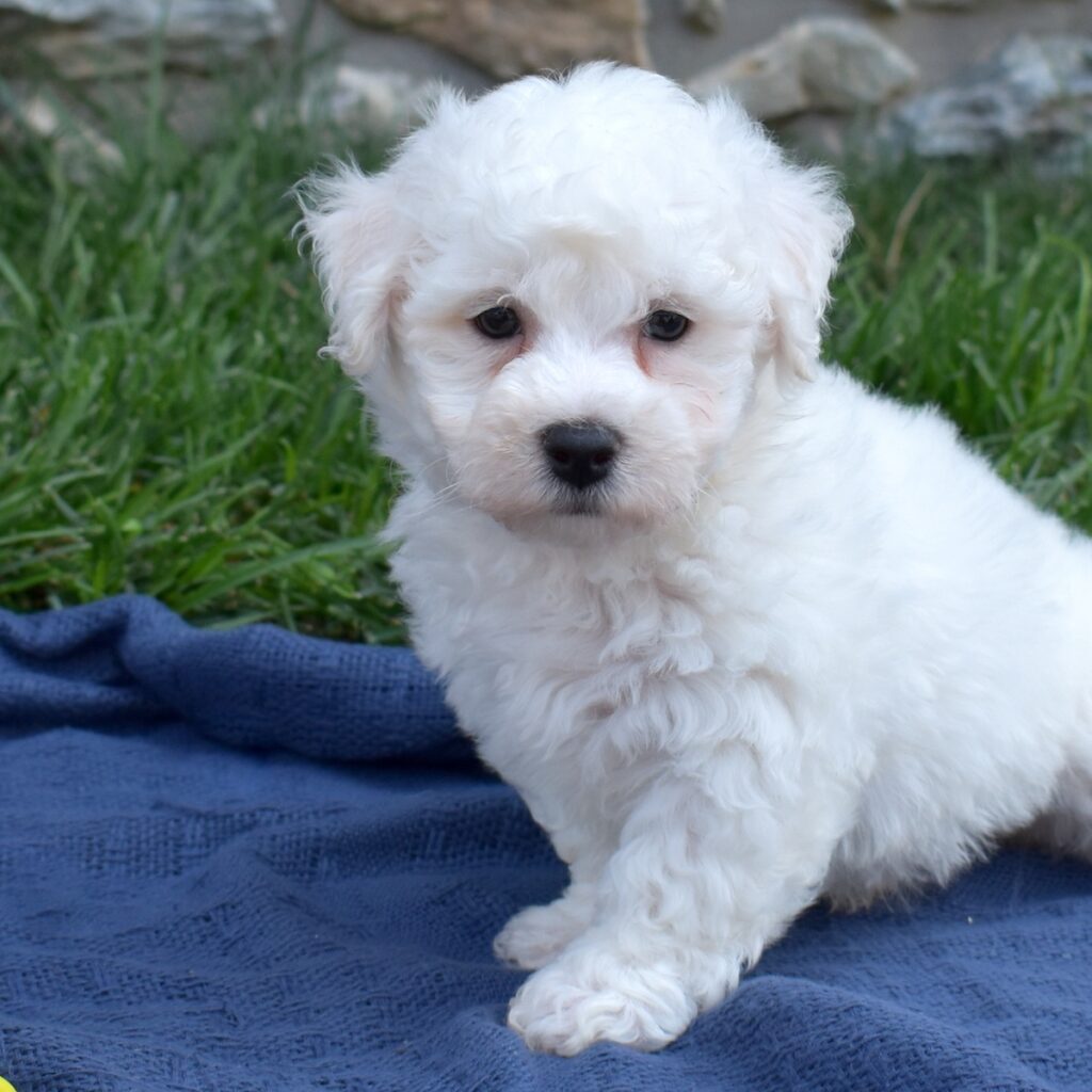 bichon frise puppies for sale near me dc