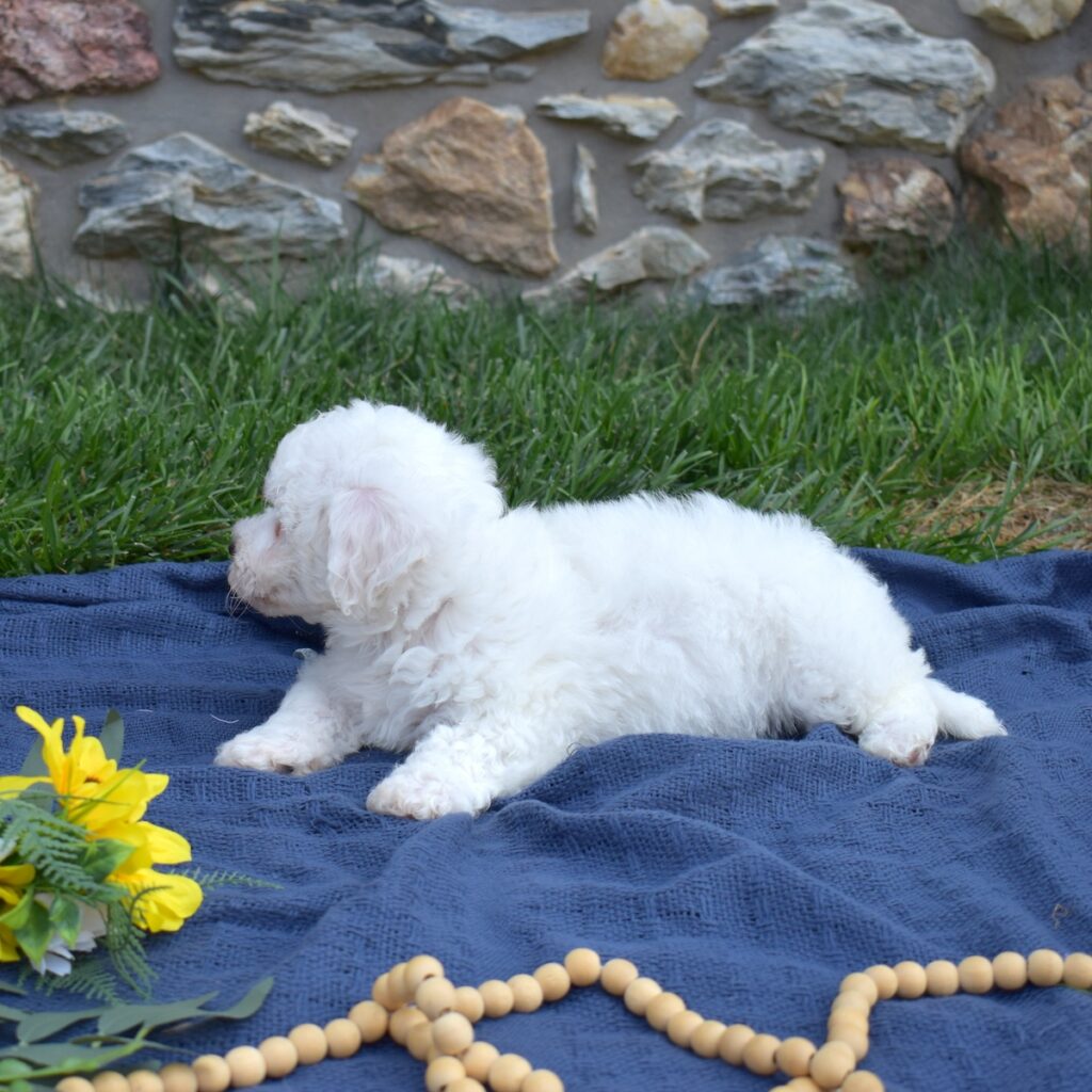 bichon frise puppies for sale near me ny
