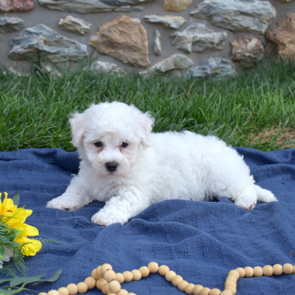 bichon frise puppies for sale pa