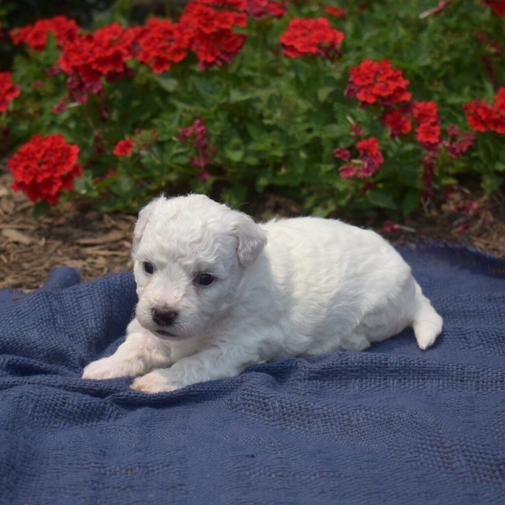 bichon frise puppy for sale in pa
