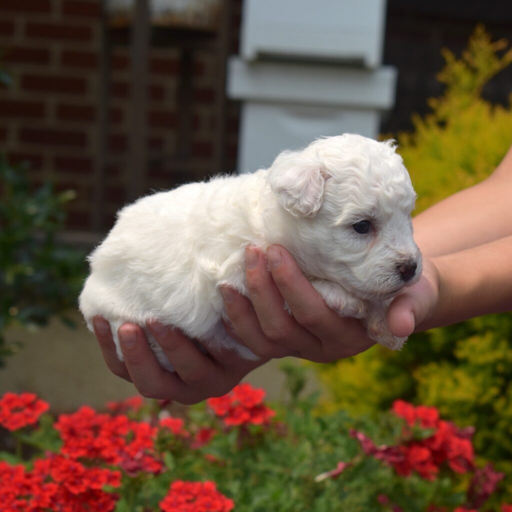 bichon frise puppy for sale near nj