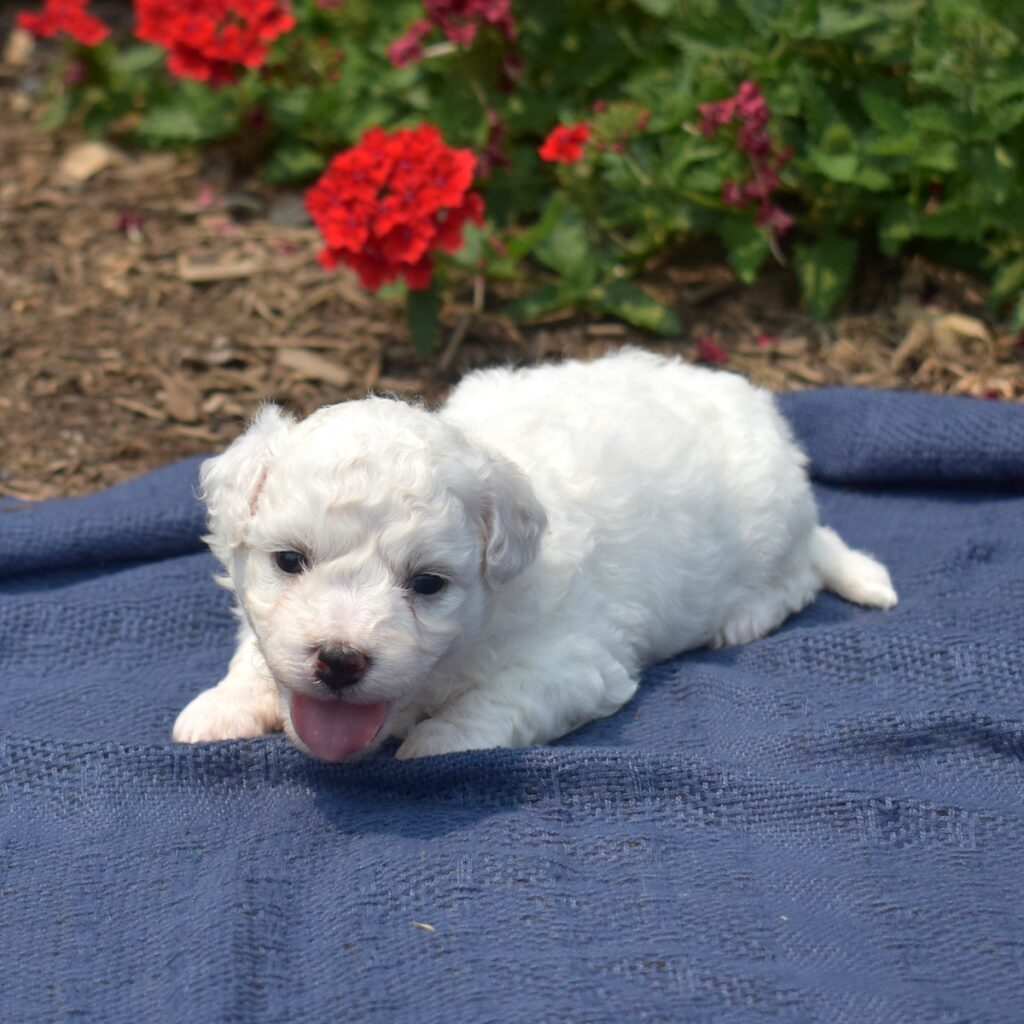 bichon frise puppy near me
