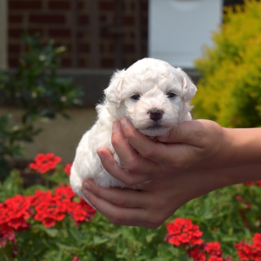 bichon frise puppy near ny