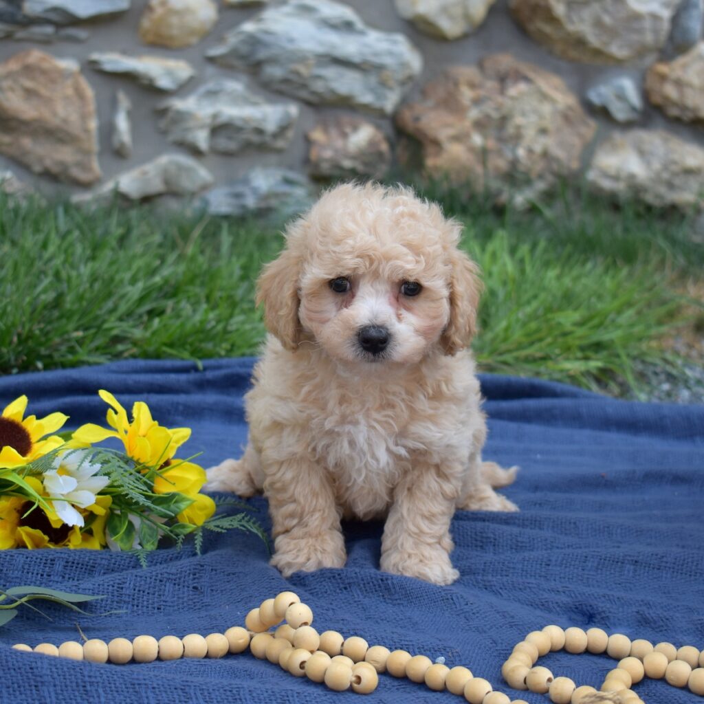 bichon poodle