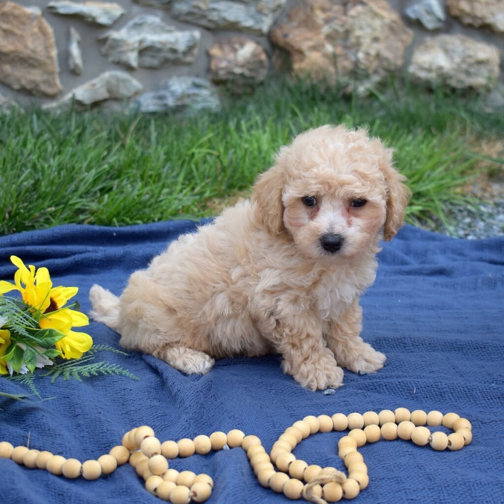 bichon poodle for sale