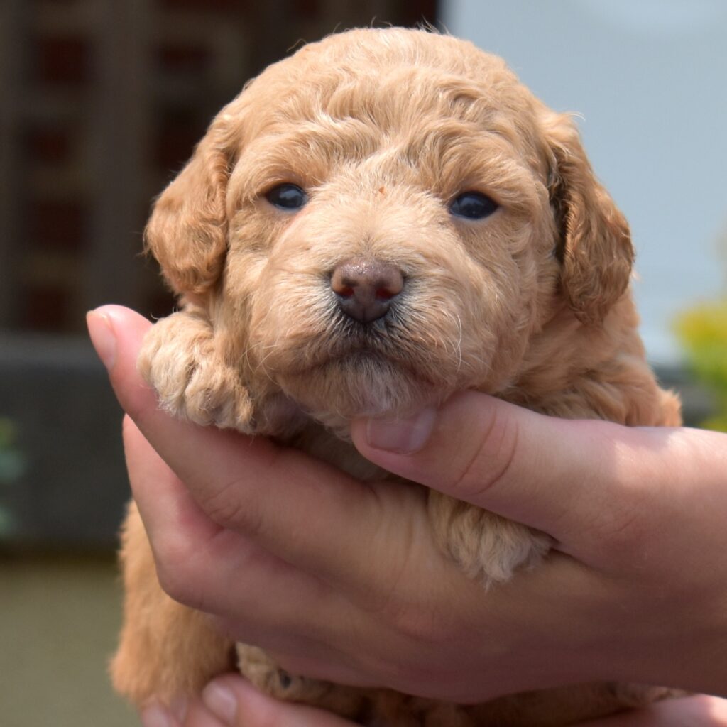 bichon poodle mix