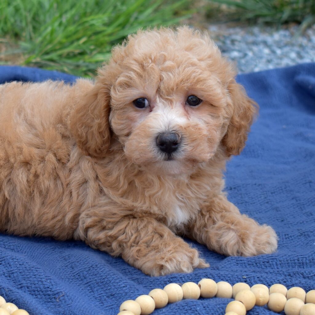 bichon poodle mix