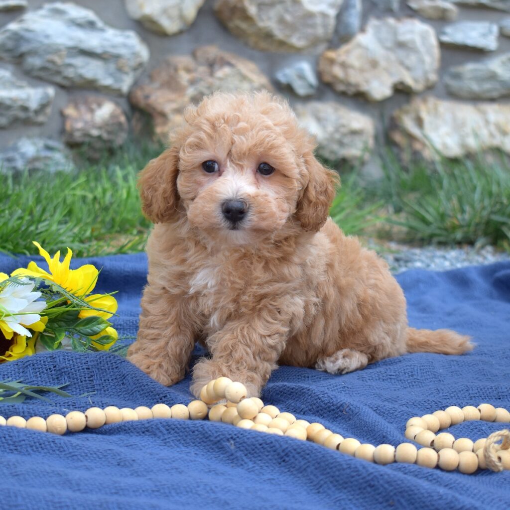 bichon poodle mix for sale pa