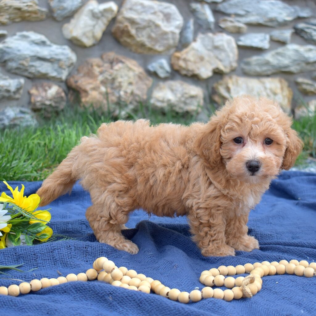 bichon poodle mix puppy
