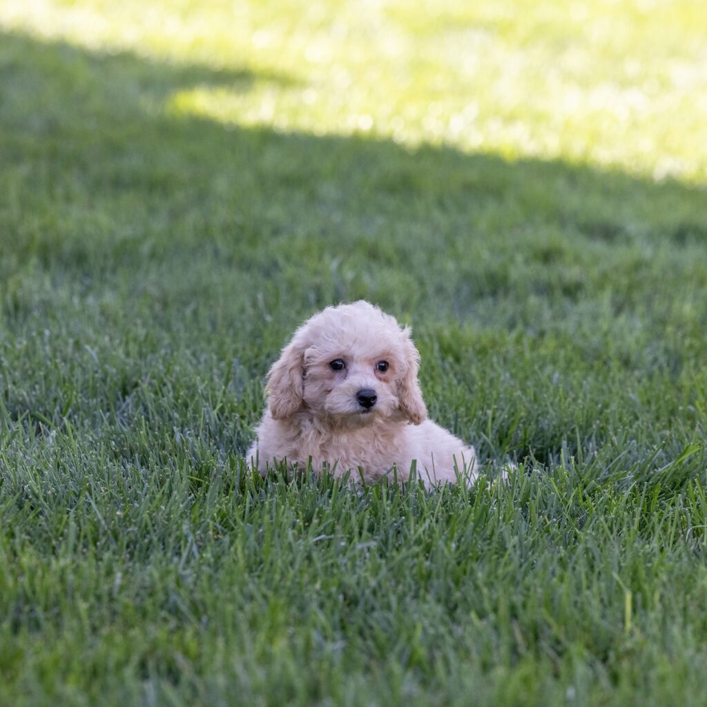 bichon poodle puppies for sale near me