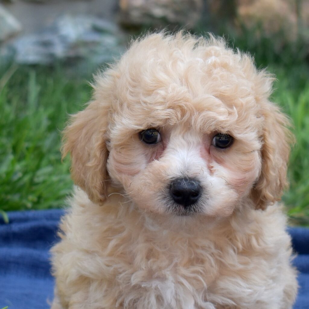 bichon poodle puppy