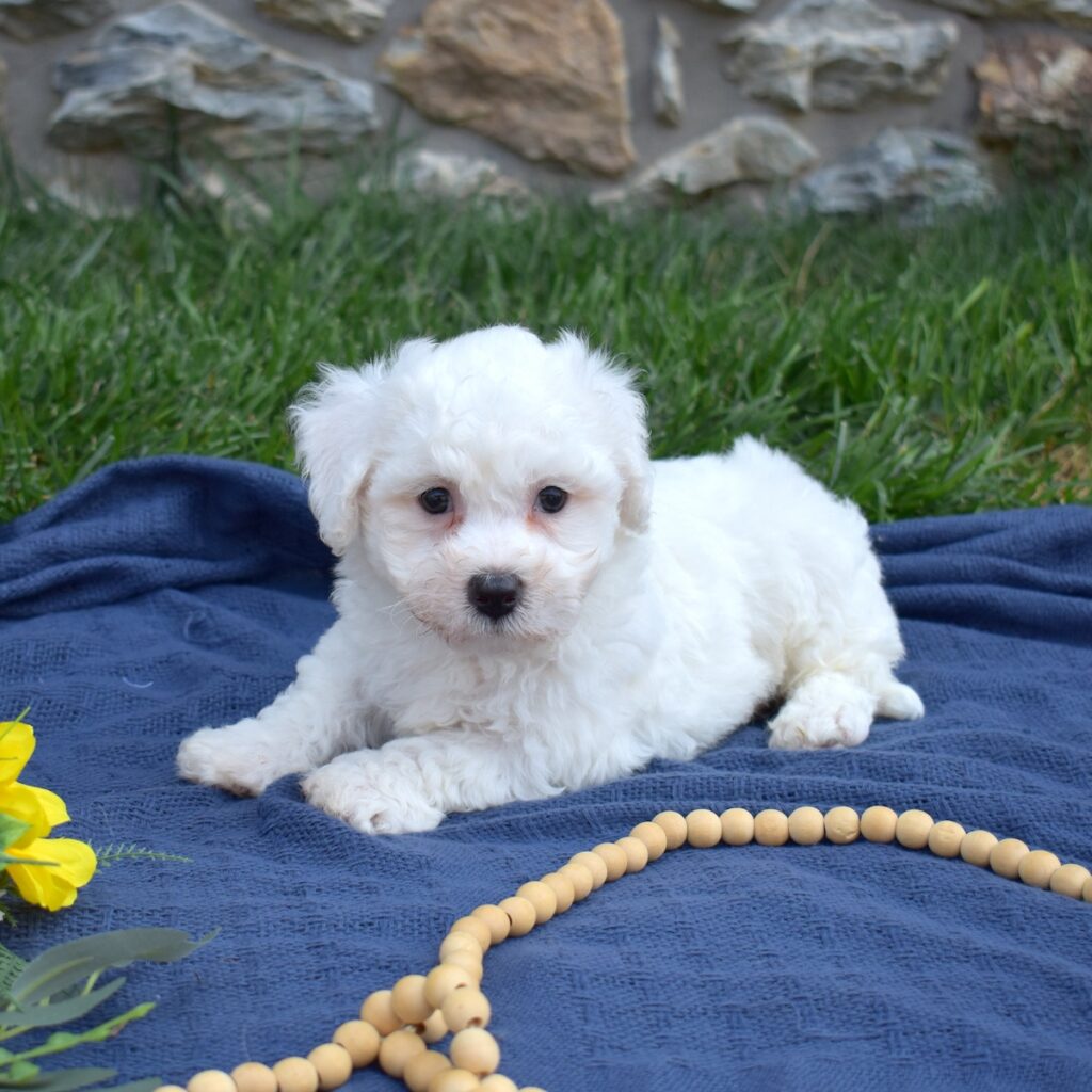 bichon puppy