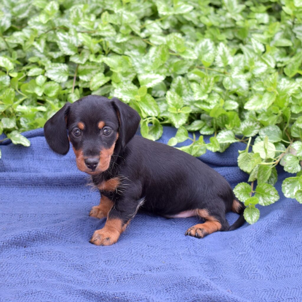 black and tan mini dachshund for sale near dc