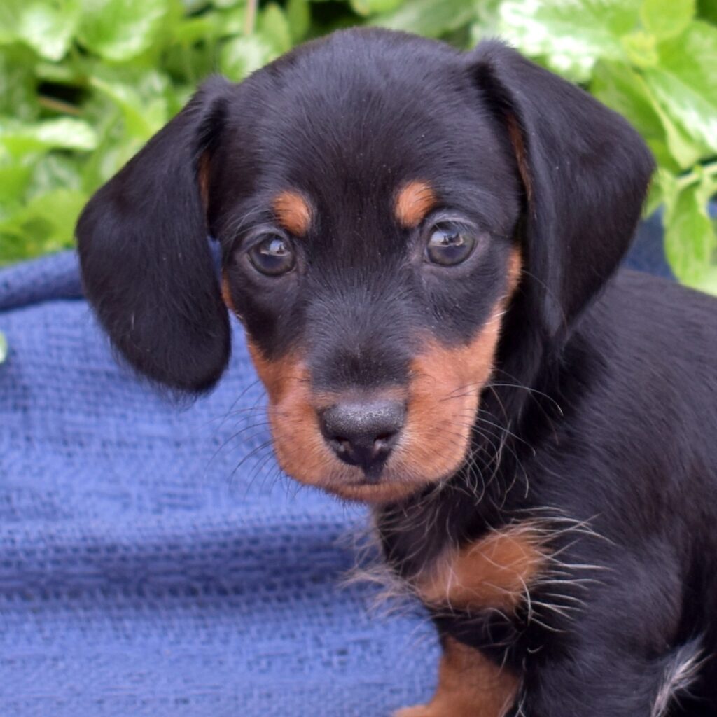 black and tan mini dachshund for sale near ny