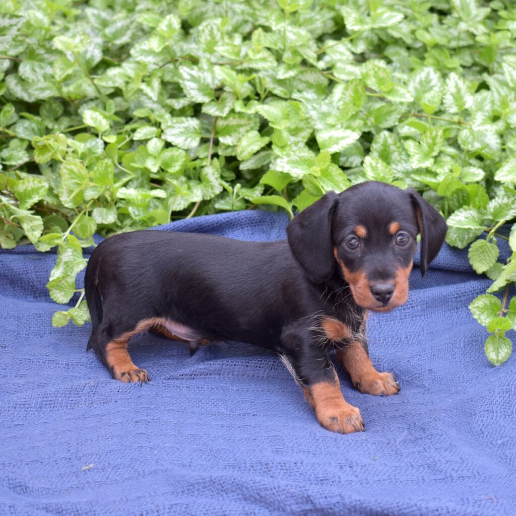 black and tan mini dachshund puppy