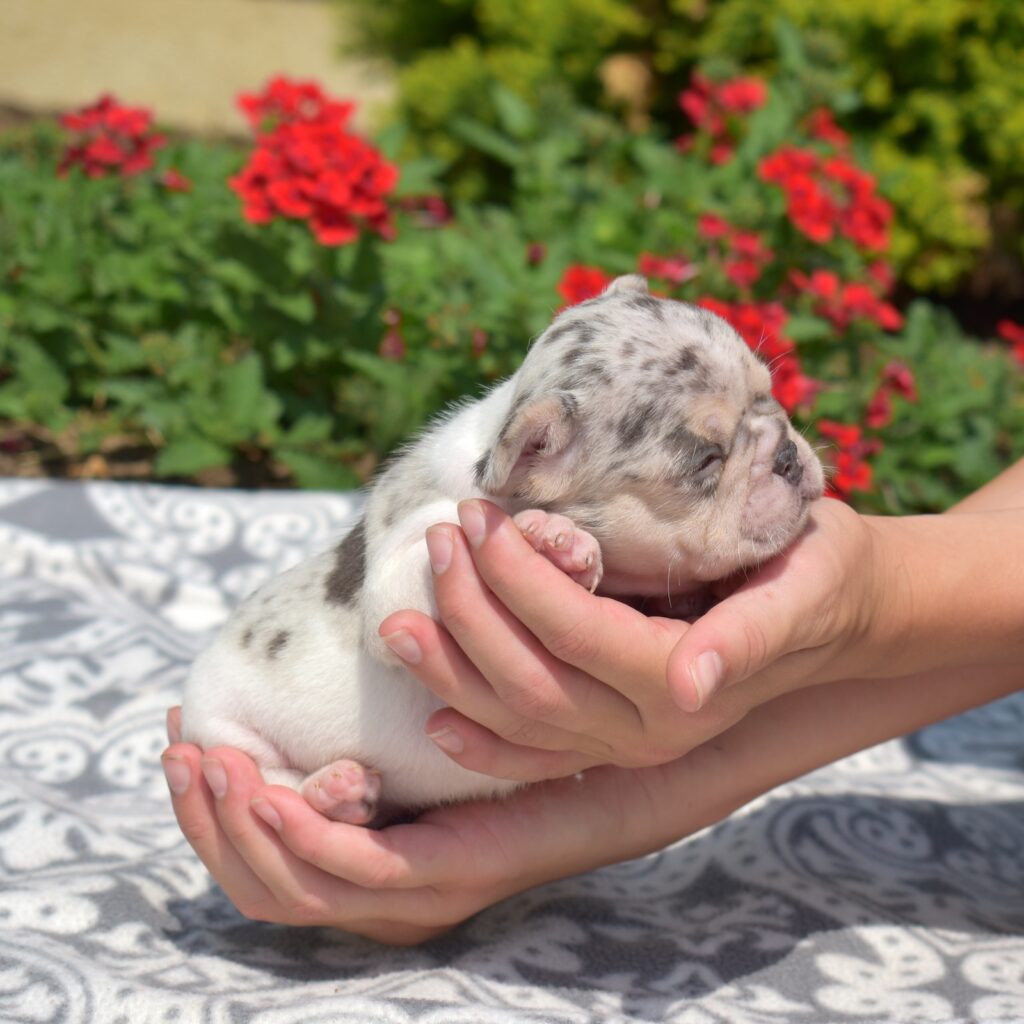 black and white french bulldog breeder