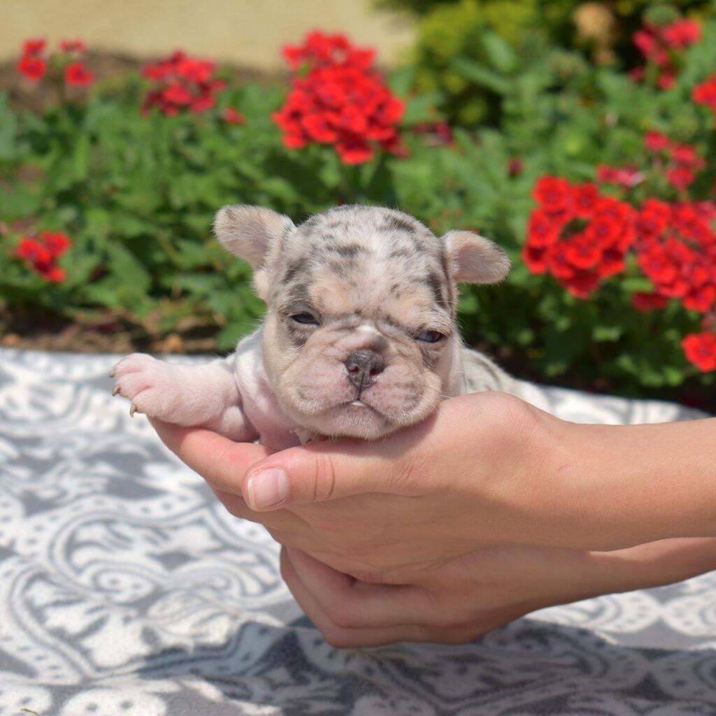 black and white french bulldog breeders