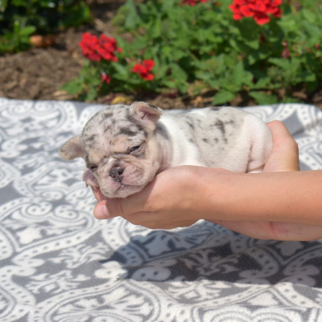 black and white french bulldog puppies