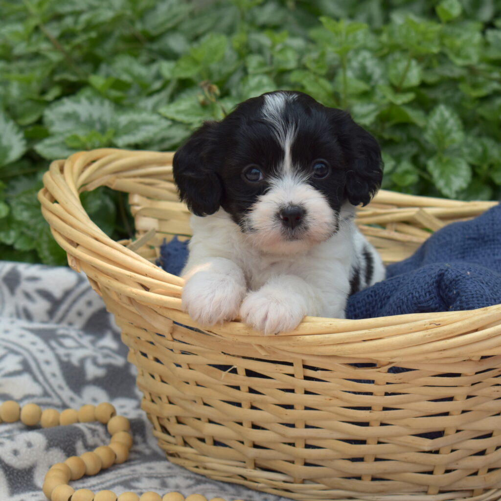 cavachon breeder