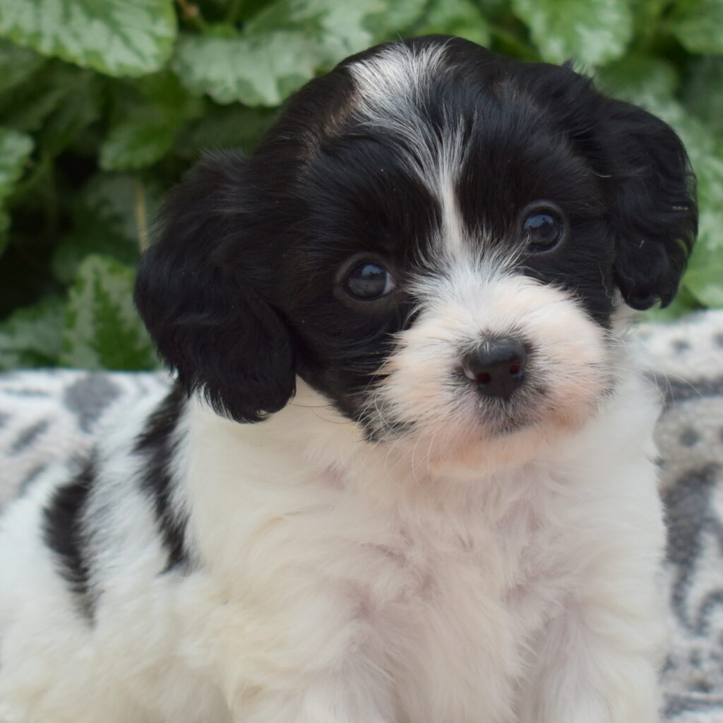 cavachon breeder near me nj