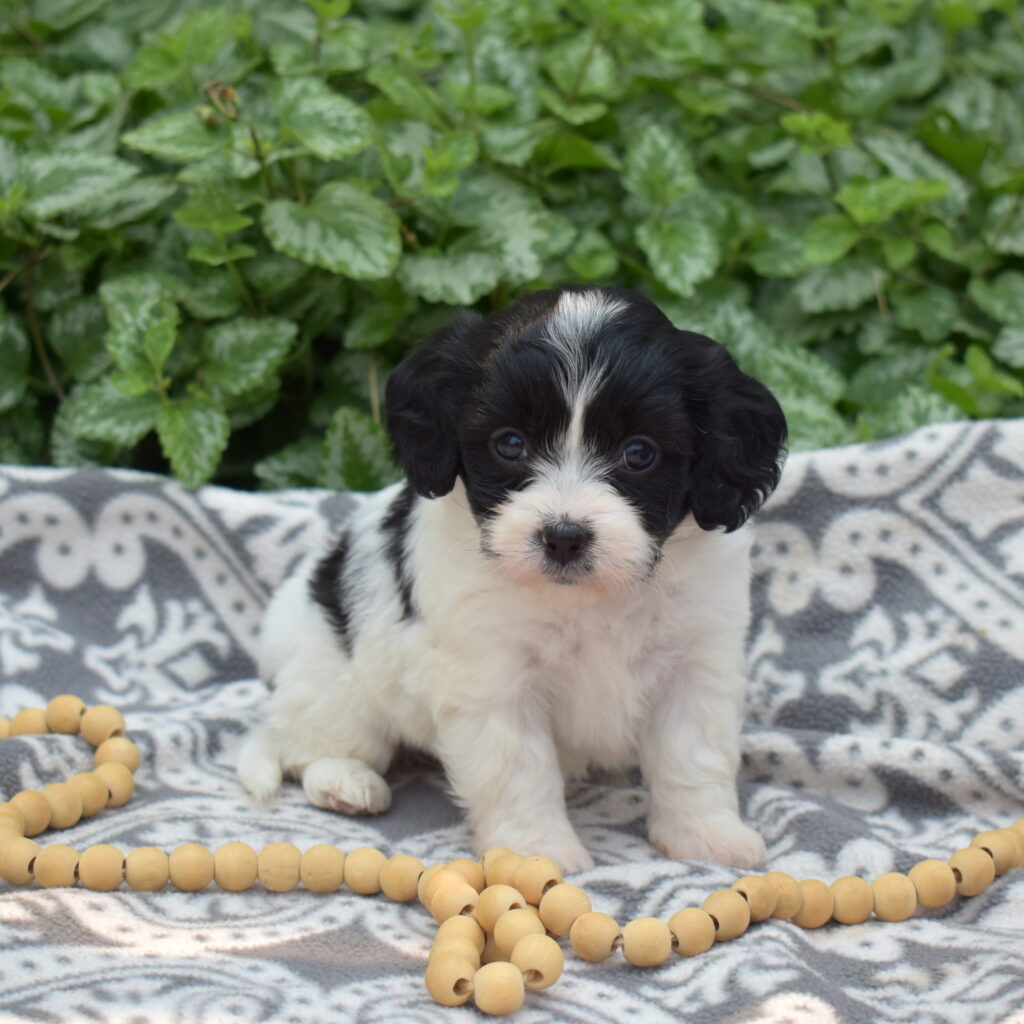 cavachon breeder near me pa