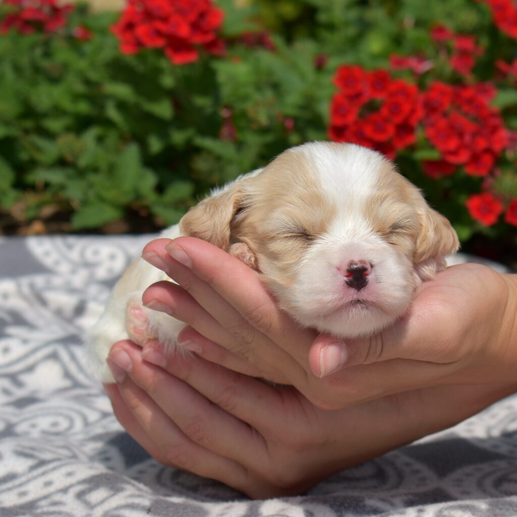 cavachons