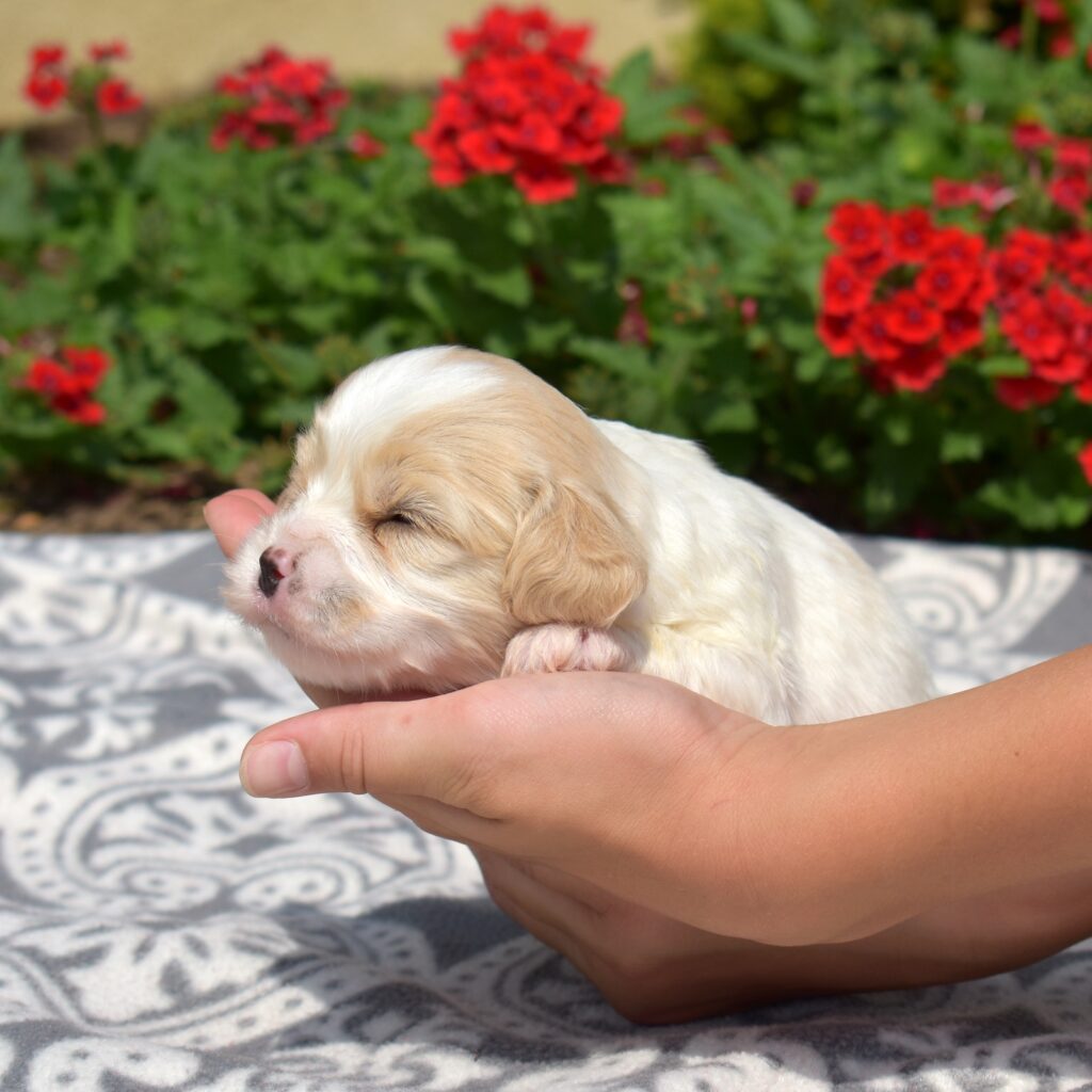 cavachons puppy near me