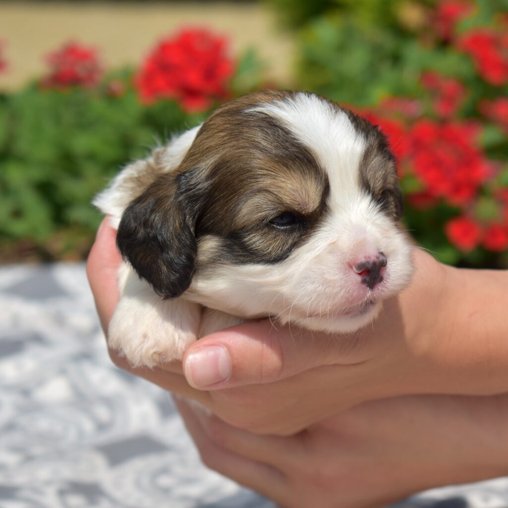 cavalier bichon mix puppies
