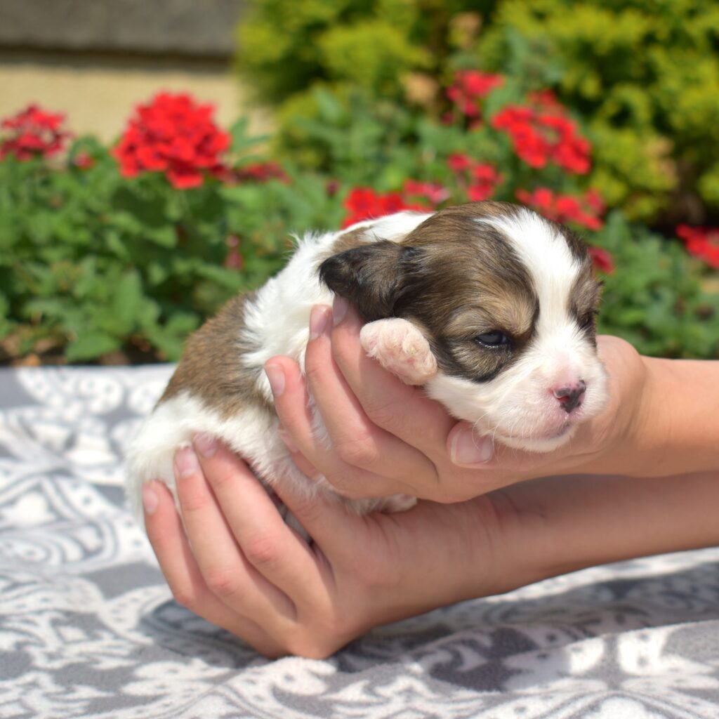 cavalier bichon mix puppies PA