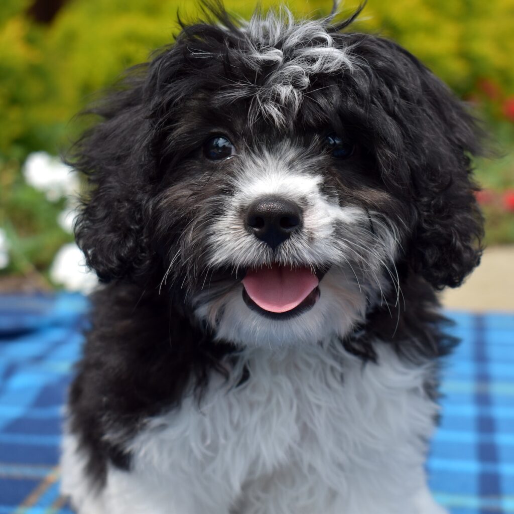 cavalier king bichon mix