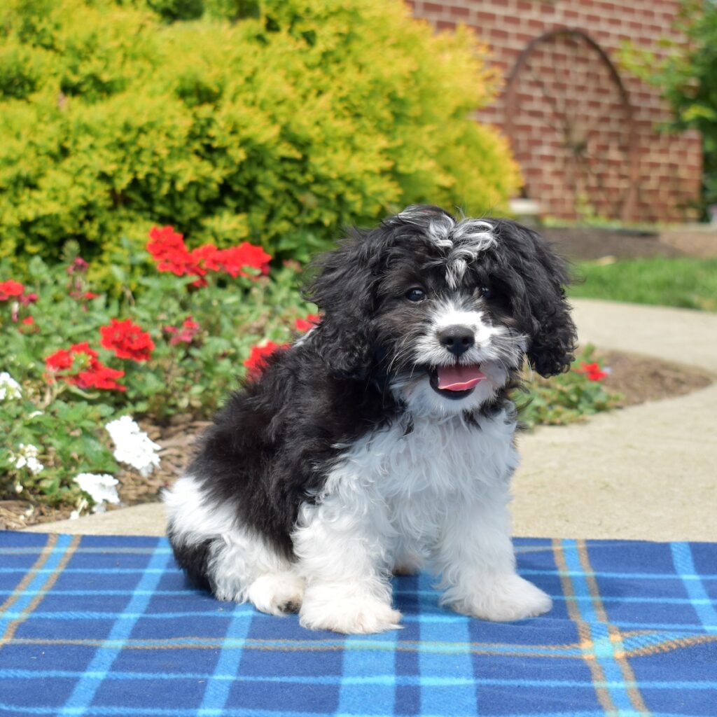 cavalier king bichon mix for sale