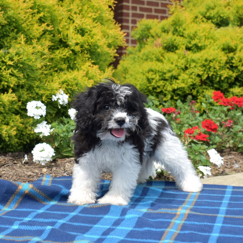 cavalier king bichon mix for sale near me