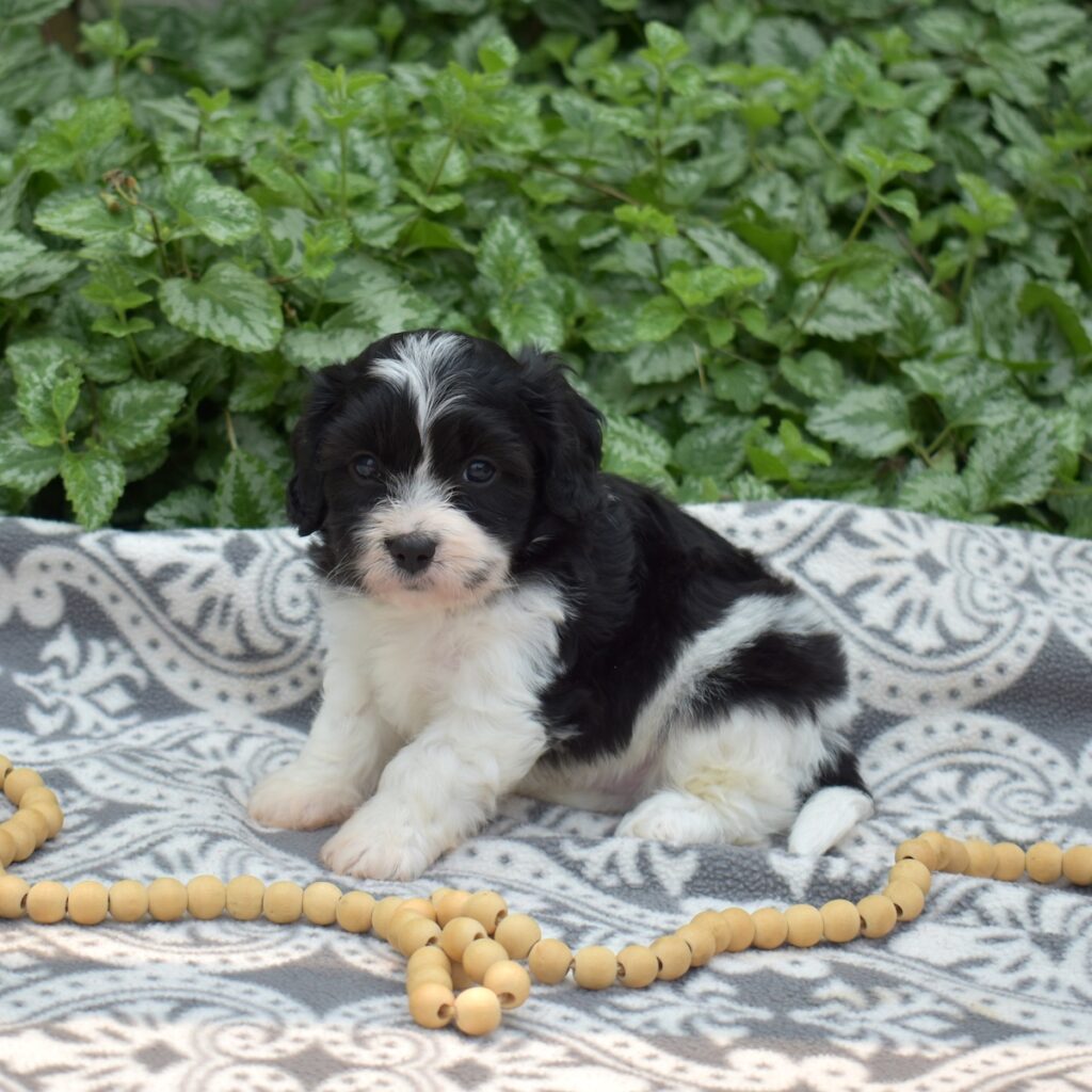 cavalier king bichon mix puppy near me
