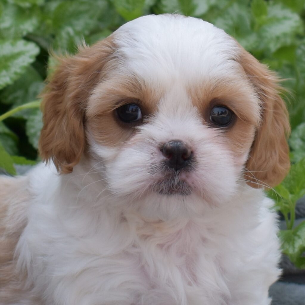 cavalier king charles spaniel mixed