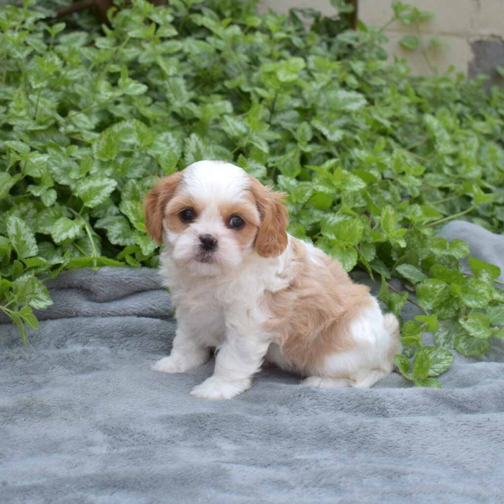 cavalier king charles spaniel mixed for sale