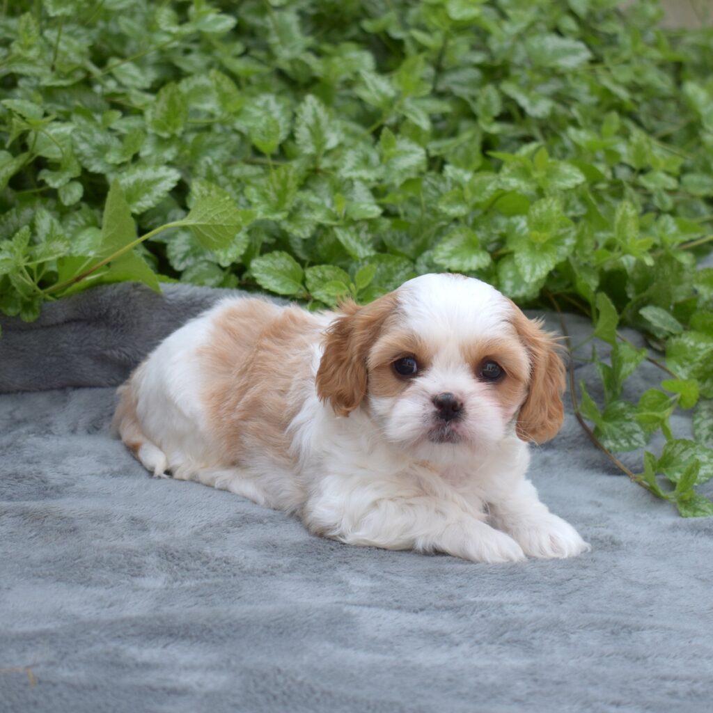 cavalier king charles spaniel mixed for sale paJPG
