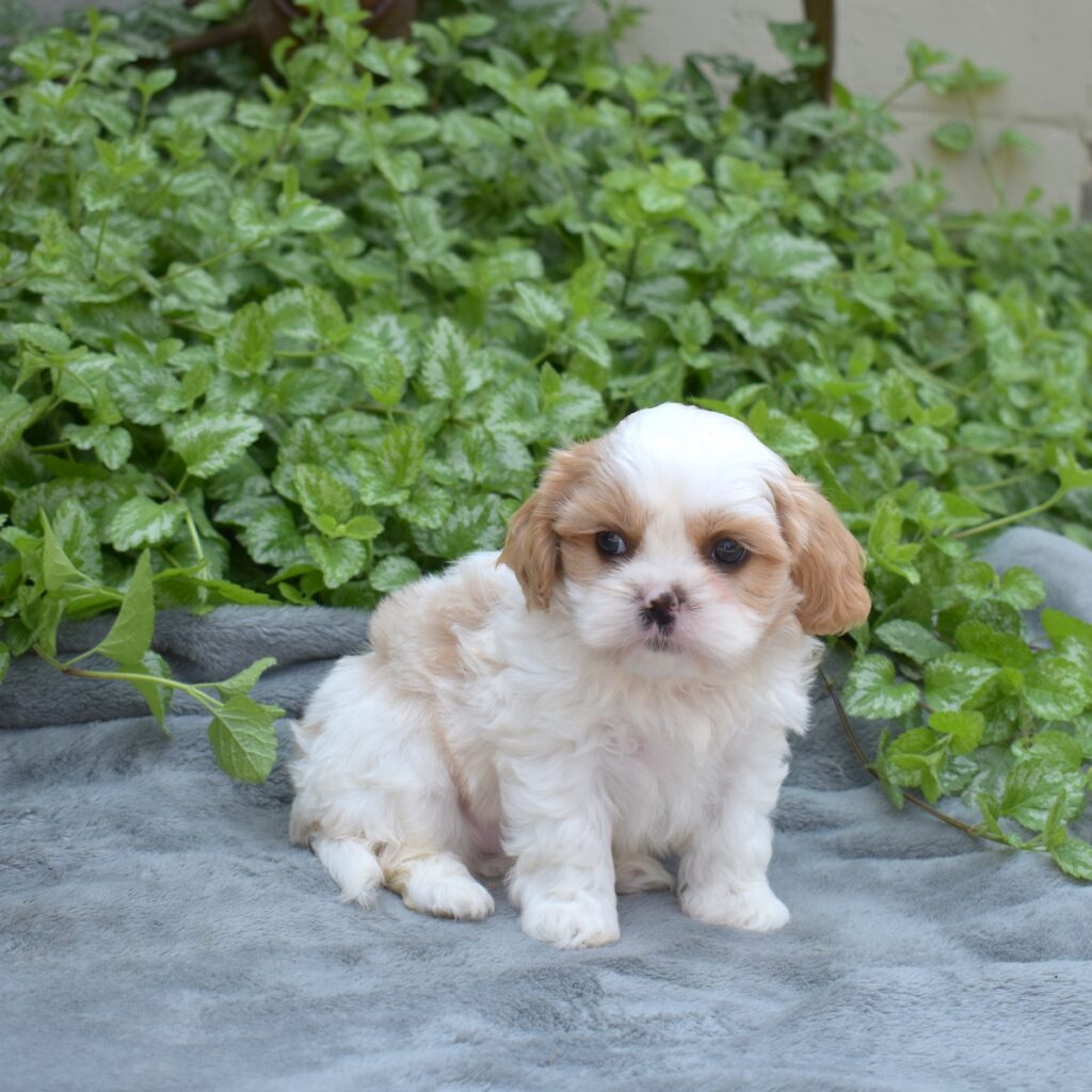 cavalier king charles spaniel shih tzu mix for sale