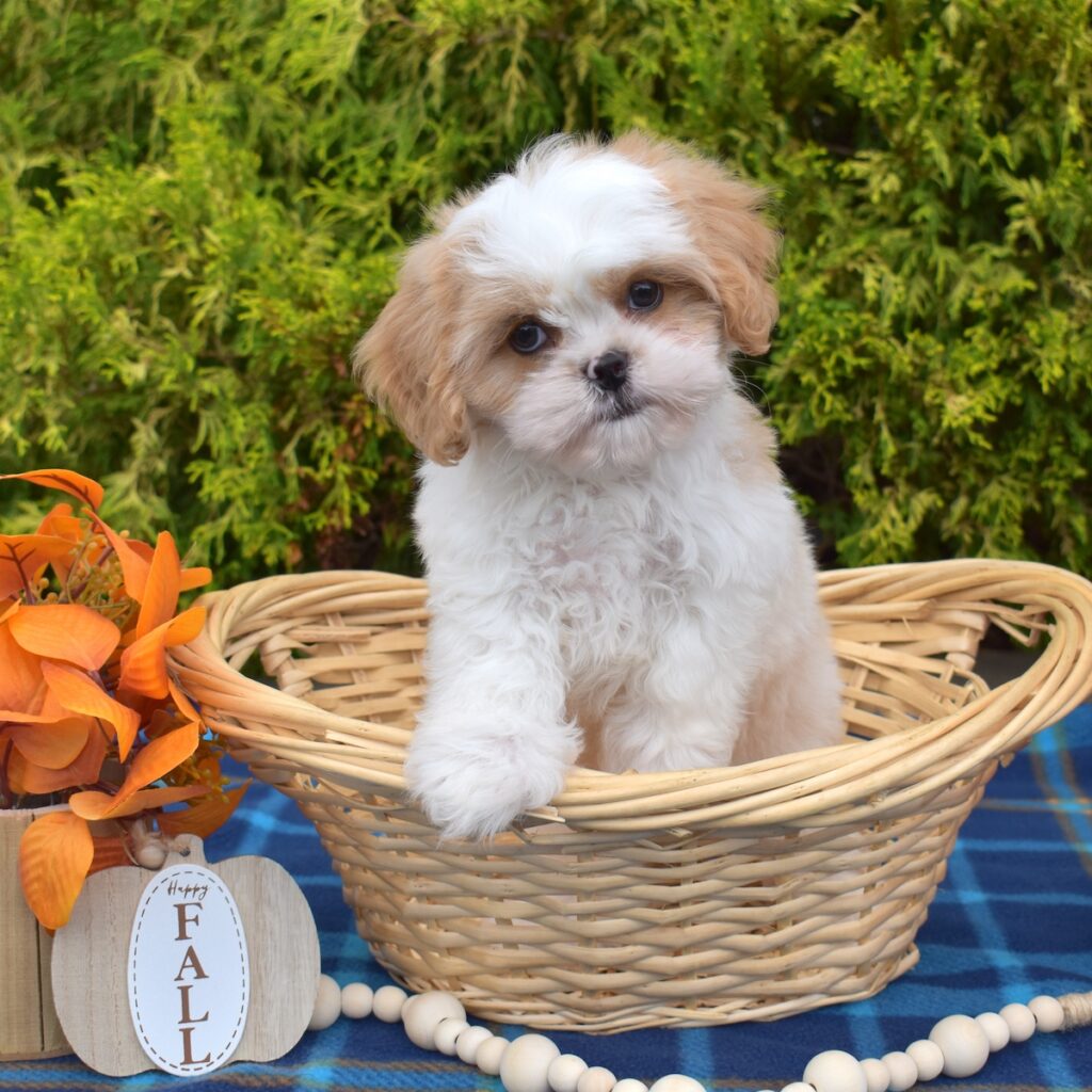 cavalier king charles spaniel shih tzu mix for sale pa