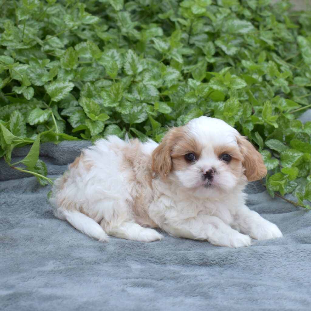cavalier king charles spaniel shih tzu mix puppies