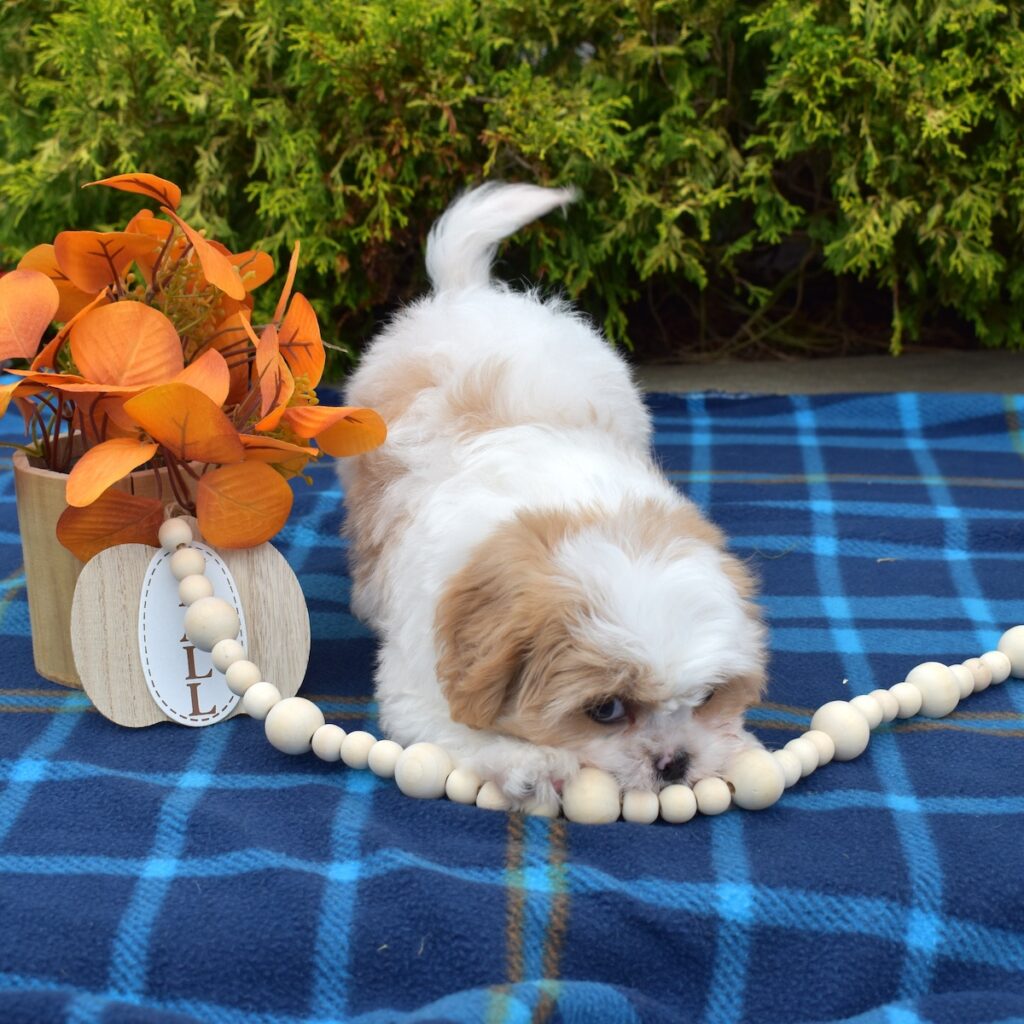 cavalier king charles spaniel shih tzu mix puppies